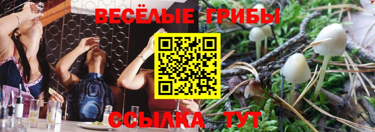 Псилоцибиновые грибы Psilocybine cubensis Кохма